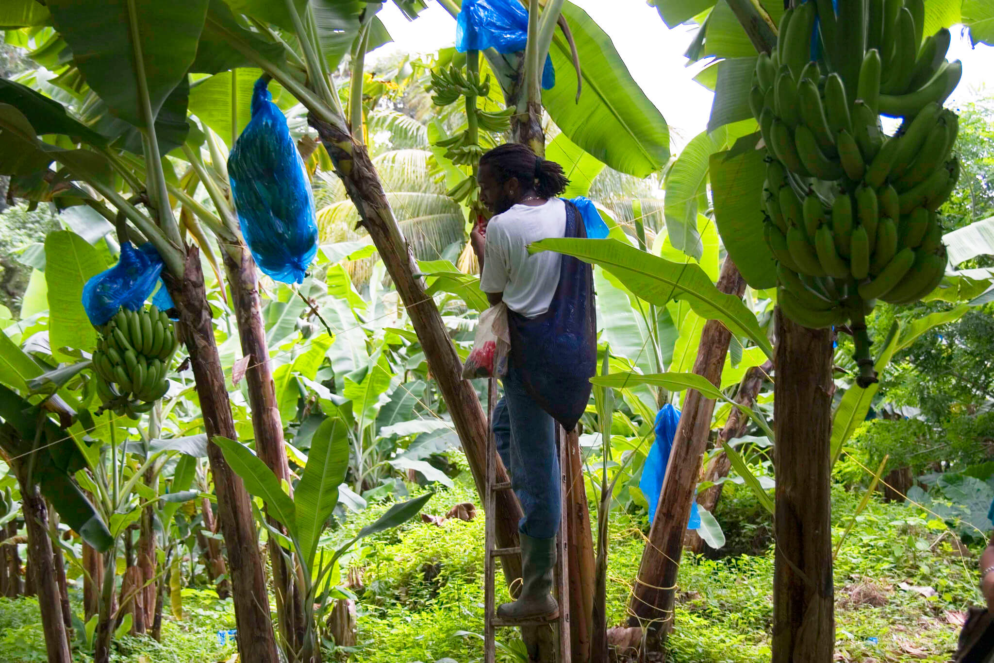 All About Bananas | Producers, Where They're Grown & Why They Matter